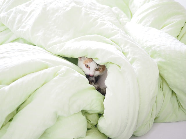 kitten hiding inside of a duvet