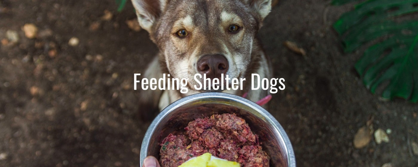 Feeding Shelter Dogs by Royal Egyptian Bedding